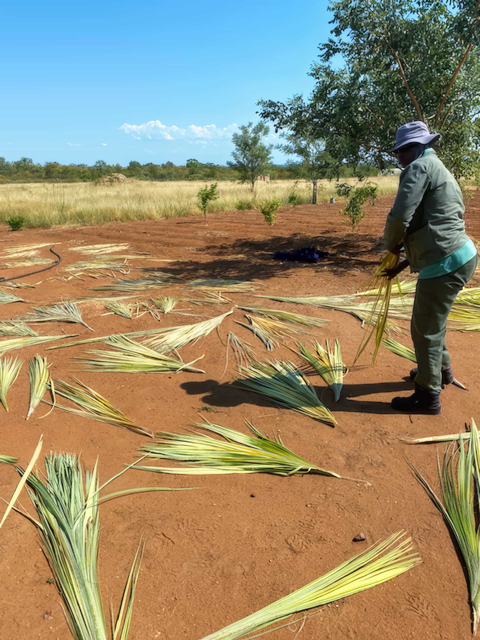 A person in a hat and green clothing arranges dried palm fronds on reddish soil under a clear blue sky. Trees and grassy fields are in the background, indicating an outdoor rural environment.