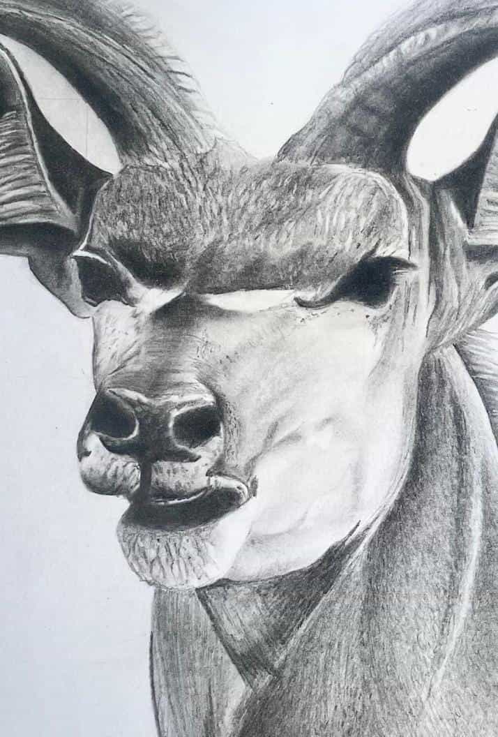 A pencil drawing of an antelope, inspired by The Weight of Silence, focuses on its face and upper torso. Large curved horns, prominent ears, and intense eyes stand out, whilst shading adds depth and realism to this Contra.Joburg artwork.
