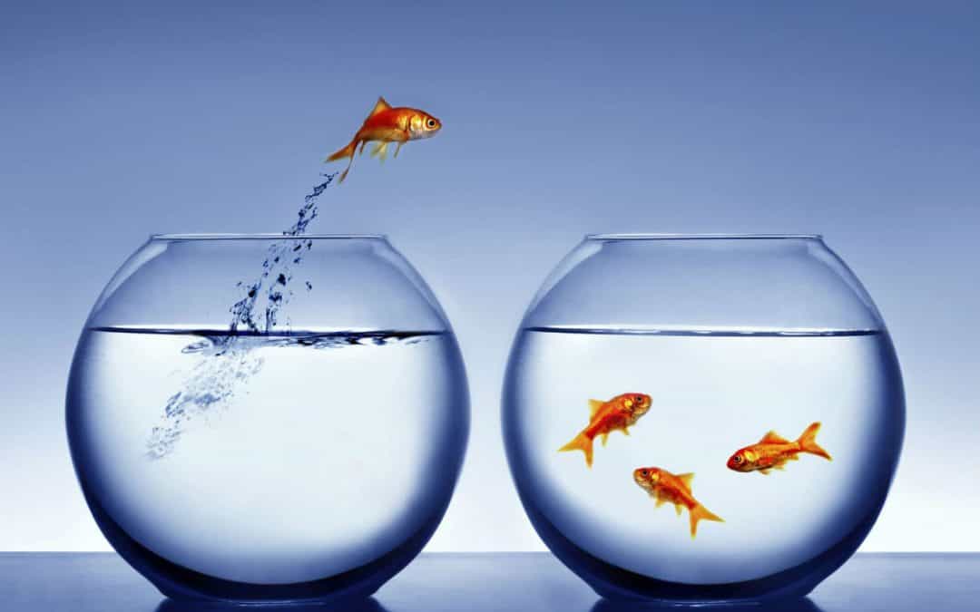 You now have a shorter attention span than a goldfish!