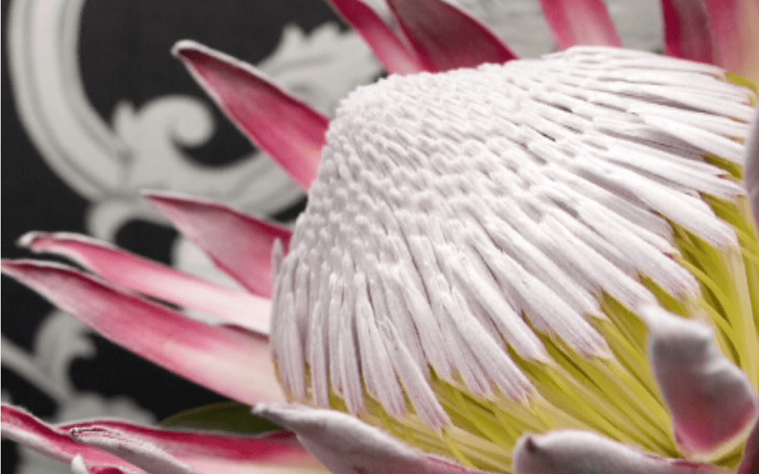 Decorex DSTV ads –  Production and flighting